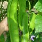 Brazil Nut Sword Bean Vegetable Organic 3 PCS Seeds