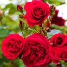 Bright Red Adenium Desert Rose Flower 2 PCS Seeds Bright Red Adenium Desert Rose Flower 2 PCS Seeds