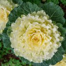 Brassica Oleracea Red White Ornamental Kale Mixed 50 PCS Seeds Brassica Oleracea Red White Ornamental Kale Mixed 50 PCS Seeds