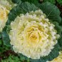 Brassica Oleracea Red White Ornamental Kale Mixed 50 PCS Seeds