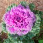 Brassica Oleracea Red White Ornamental Kale Mixed 50 PCS Seeds