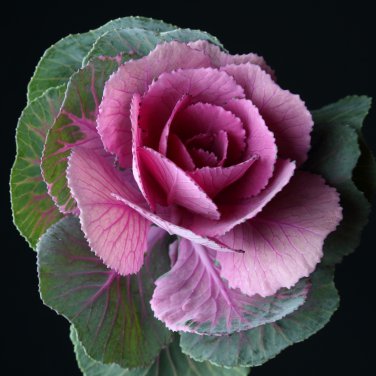 Brassica Oleracea Heirloom Mixed Ornamental Kale 30 PCS Seeds