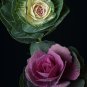 Brassica Oleracea Heirloom Mixed Ornamental Kale 30 PCS Seeds