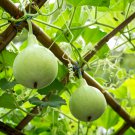 Bright Green Ornamental Bottle Gourd Organic 10 PCS Seeds Bright Green Ornamental Bottle Gourd Organic 10 PCS Seeds