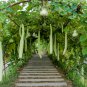 Bright Green Ornamental Bottle Gourd Organic 10 PCS Seeds