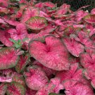 Caladium White Big Leaves with Greyish Purple Edge 120 PCS Seeds