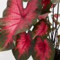 Caladium White Big Leaves with Greyish Purple Edge 120 PCS Seeds