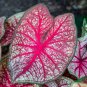 Caladium White Big Leaves with Greyish Purple Edge 120 PCS Seeds