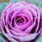 Brassica Oleracea Heirloom Cabbage Flower Kale Ornamental Plant 100 PCS Seeds