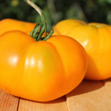 Brandywine Yellow Big Zac Tomato 100 PCS Seeds