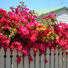 Bougainvillea Plant Fresh Fire Red Color 10 PCS Seeds Bougainvillea Plant Fresh Fire Red Color 10 PCS Seeds