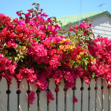 Bougainvillea Plant Fresh Fire Red Color 10 PCS Seeds