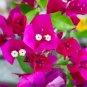 Bougainvillea Plant Fresh Fire Red Color 10 PCS Seeds
