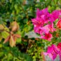 Bougainvillea Plant Fresh Fire Red Color 10 PCS Seeds