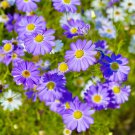 Brachycome Swan River Daisy Mixed Flowers 20 PCS Seeds Brachycome Swan River Daisy Mixed Flowers 20 PCS Seeds