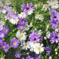 Brachycome Swan River Daisy Mixed Flowers 20 PCS Seeds