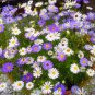 Brachycome Swan River Daisy Mixed Flowers 20 PCS Seeds