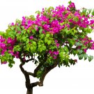Bougainvillea 50 PCS Seeds