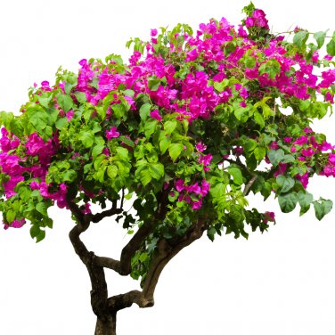 Bougainvillea 50 PCS Seeds