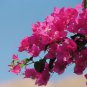 Bougainvillea 50 PCS Seeds