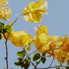 Bougainvillea Orangish Golden 100 PCS Seeds Bougainvillea Orangish Golden 100 PCS Seeds