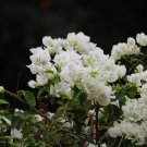 Bougainvillea Colorful Bougainvillea Spectabilis Willd Plant 50 PCS Seeds Bougainvillea Colorful Bougainvillea Spectabilis Willd Plant 50 PCS Seeds