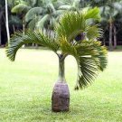 Bottle Palm Blue Color 20 PCS Seeds