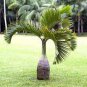 Bottle Palm Blue Color 20 PCS Seeds