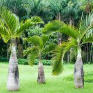 Bottle Palm Flores Exotic Plants Tree Home Garden Balcony 10 PCS Seeds