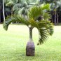 Bottle Palm Flores Exotic Plants Tree Home Garden Balcony 10 PCS Seeds