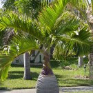 Bottle Palm 20 PCS Seeds