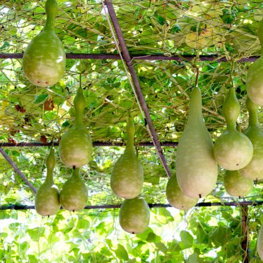 Bottle Gourd NAM Tao Yao (Asian Vegetable) 100 PCS Seeds