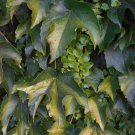 Boston Ivy Parthenocissus Tricuspidata Veitchii Vine 50 PCS Seeds Boston Ivy Parthenocissus Tricuspidata Veitchii Vine 50 PCS Seeds