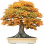Bonsai Trident Maple 20 PCS Seeds
