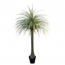 Bonsai Tree Yucca DIY Potted Plants 50 PCS Seeds