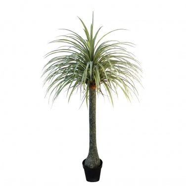 Bonsai Tree Yucca DIY Potted Plants 50 PCS Seeds