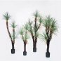 Bonsai Tree Yucca DIY Potted Plants 50 PCS Seeds