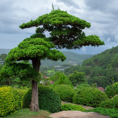 Bonsai Tree Cedar Flores Siberian Carpet Cypress plantas Arborvitae 50 PCS Seeds