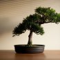 Bonsai Tree Cedar Flores Siberian Carpet Cypress plantas Arborvitae 50 PCS Seeds