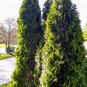 Bonsai Tree Cedar Flores Siberian Carpet Cypress plantas Arborvitae 50 PCS Seeds