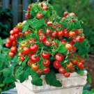 Bonsai Tomato Giant 36 Types of Vegetable Fruits 100 PCS Seeds Bonsai Tomato Giant 36 Types of Vegetable Fruits 100 PCS Seeds