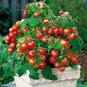 Bonsai Tomato Giant 36 Types of Vegetable Fruits 100 PCS Seeds