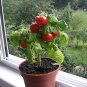 Bonsai Tomato Giant 36 Types of Vegetable Fruits 100 PCS Seeds