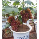 Bonsai Super Black Grape 'Hei Fei' Organic 15 PCS Seeds Bonsai Super Black Grape 'Hei Fei' Organic 15 PCS Seeds