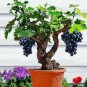 Bonsai Super Black Grape 'Hei Fei' Organic 15 PCS Seeds