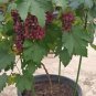 Bonsai Super Black Grape 'Hei Fei' Organic 15 PCS Seeds