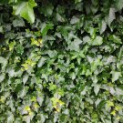 Boston Ivy Outdoor Creepers Plant 100 PCS Seeds Boston Ivy Outdoor Creepers Plant 100 PCS Seeds