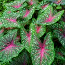 Caladium Bicolor Green Pink Bicolor Leaves 100 PCS Seeds Caladium Bicolor Green Pink Bicolor Leaves 100 PCS Seeds