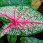 Caladium Bicolor Green Pink Bicolor Leaves 100 PCS Seeds