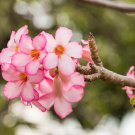 Border Gem' Adenium Obesum Indoor Bonsai Flower 2 PCS Seeds Border Gem' Adenium Obesum Indoor Bonsai Flower 2 PCS Seeds